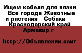 Ищем кобеля для вязки - Все города Животные и растения » Собаки   . Краснодарский край,Армавир г.